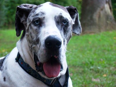 Blue eyes gentle giant canine photo