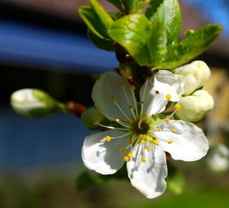 Spring flower greenery