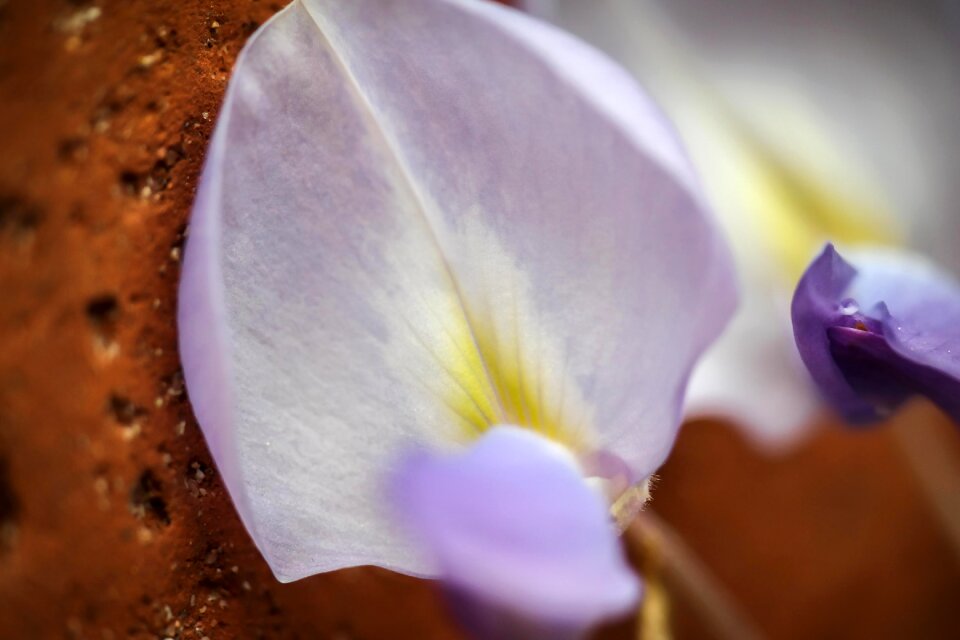 Blossom bloom petal