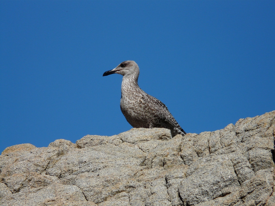 Sky stone sit