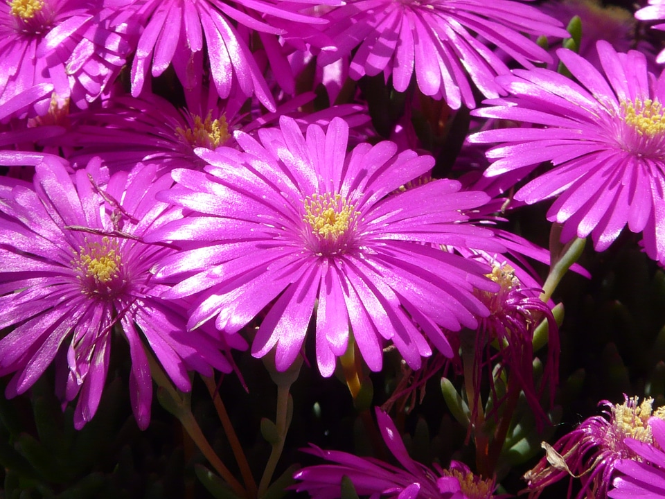 Blossom bloom pink