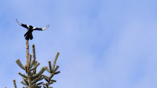 Bird raven bird blue sky