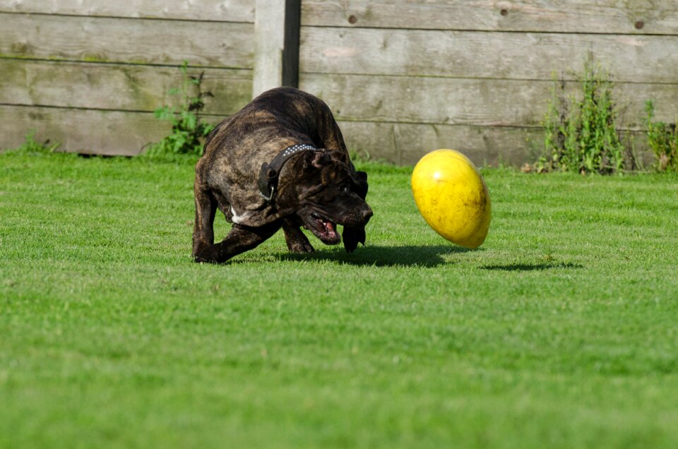 Animal shelter kennels dog pension