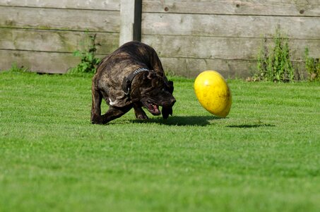 Animal shelter kennels dog pension photo