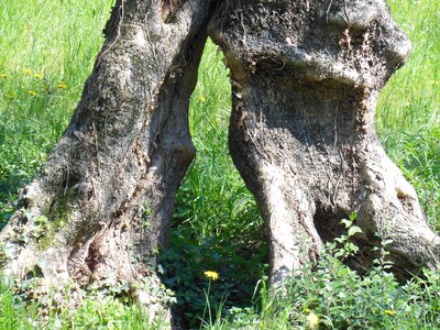 Log malcesine gnarled photo