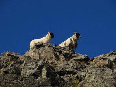 Animal landscape outdoors