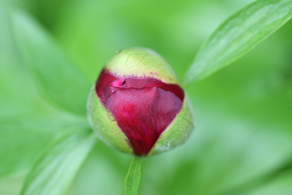 Garden plant blossom