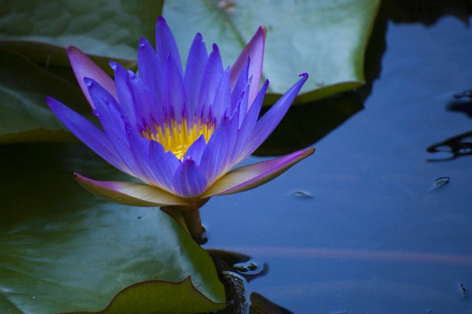 Hévíz ponk water lily