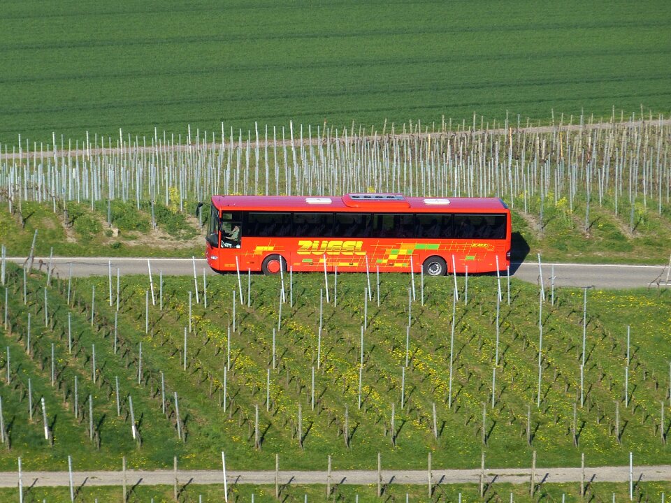 Plant grape rebstock