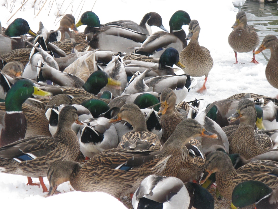 Ducks winter ducks in winter