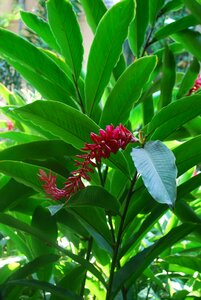 Freshness plant green leaves photo