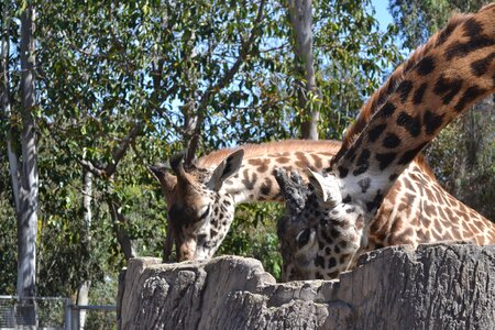 Wildlife mammal nature