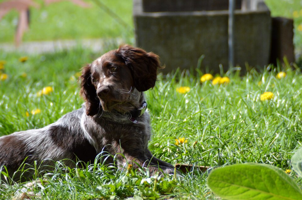 Dog german quail puppy