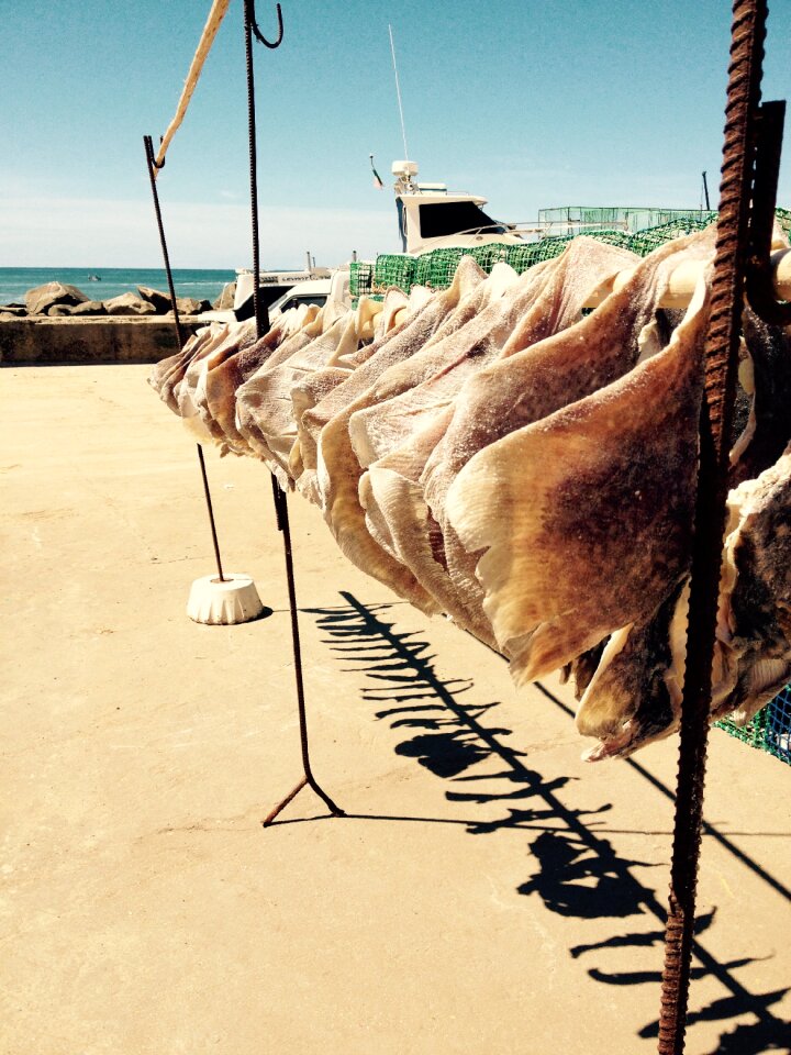 Sea fishing portugal