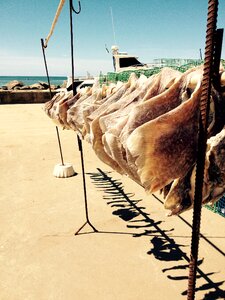 Sea fishing portugal