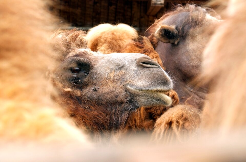 Animal morocco mammal