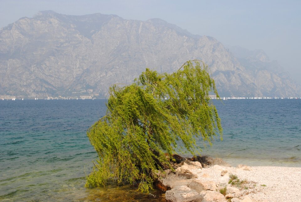 Green bush wind water