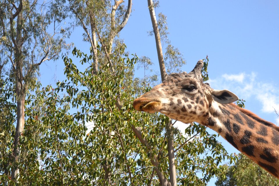 Wildlife mammal nature