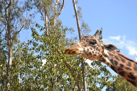 Wildlife mammal nature