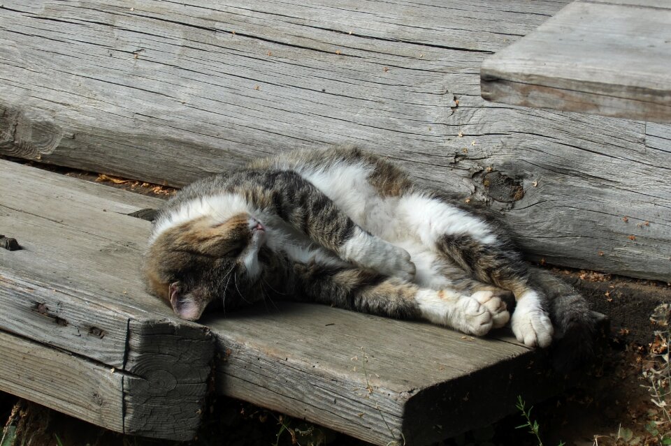 Sleeping gray sleep gray sleeping