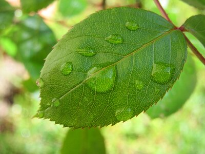 Rosenblatt jagged drop of water photo