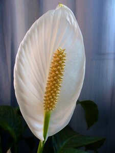 Interior decorating white flowering