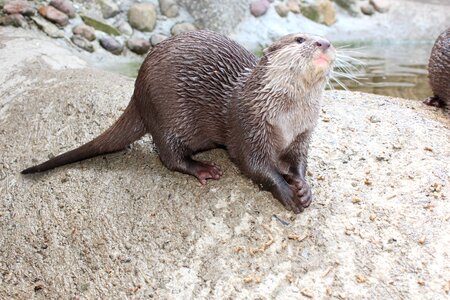 Cute curious zoo
