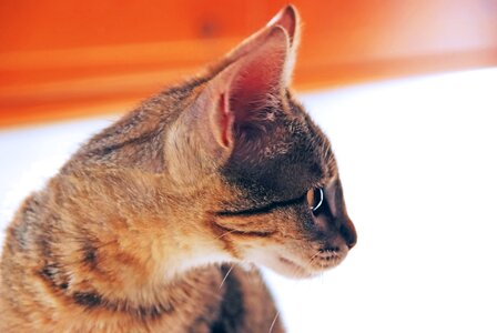 Observing look pet