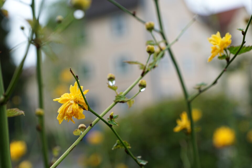 Bloom plant nature