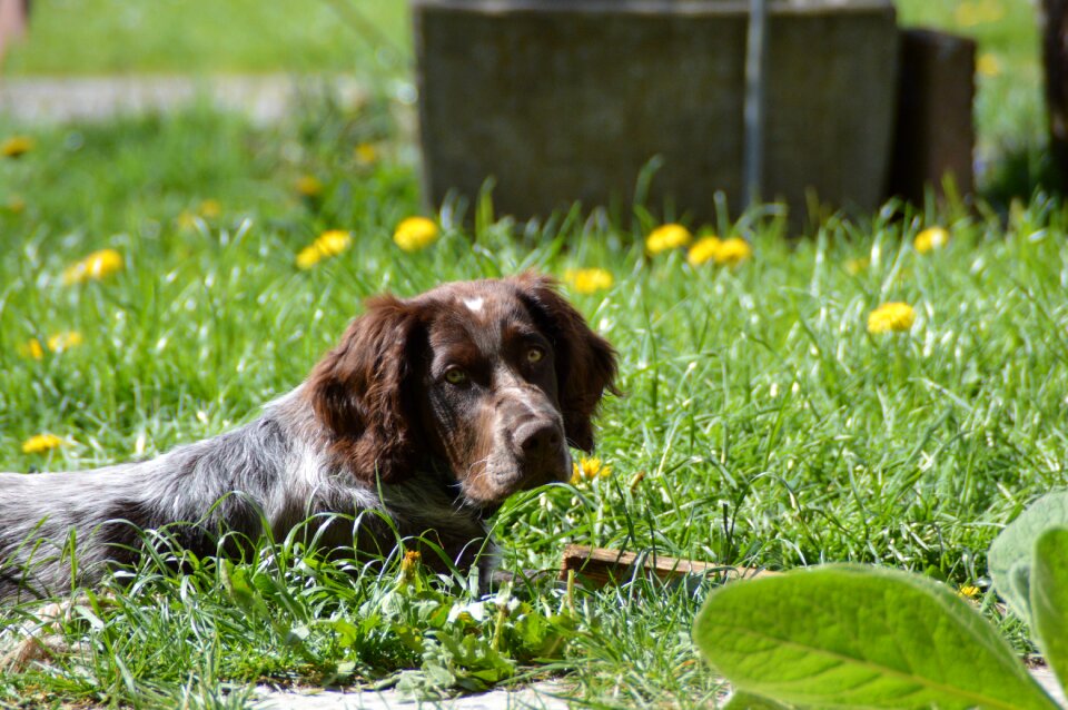 Dog german quail puppy