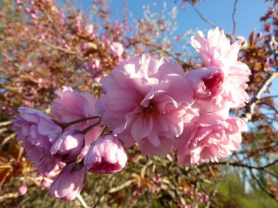 Flowers close up pink