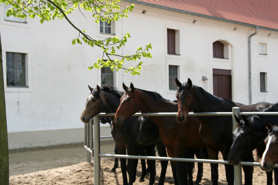 Horse breeding stud neustadt dosse