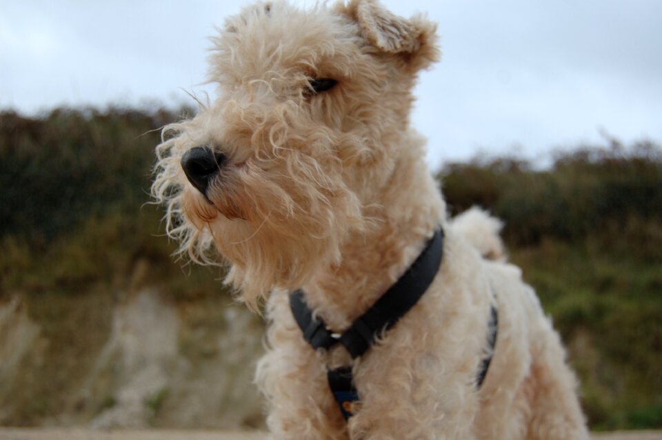 Dog foxterrier animal portrait