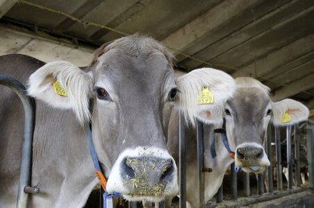 Brown swiss stall livestock photo