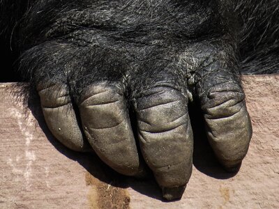 Hand zoo close up