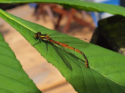 Insect freshly hatched dry photo