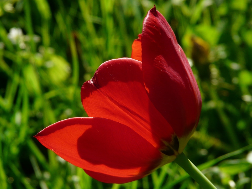 Beautiful tulpenbluete flowers
