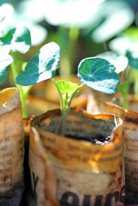 Sowing plant growing