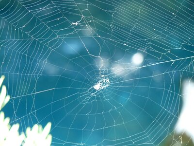 Network spider nature
