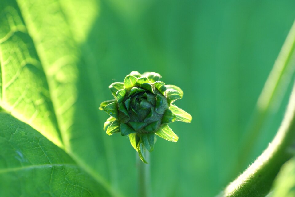 Plant spring garden
