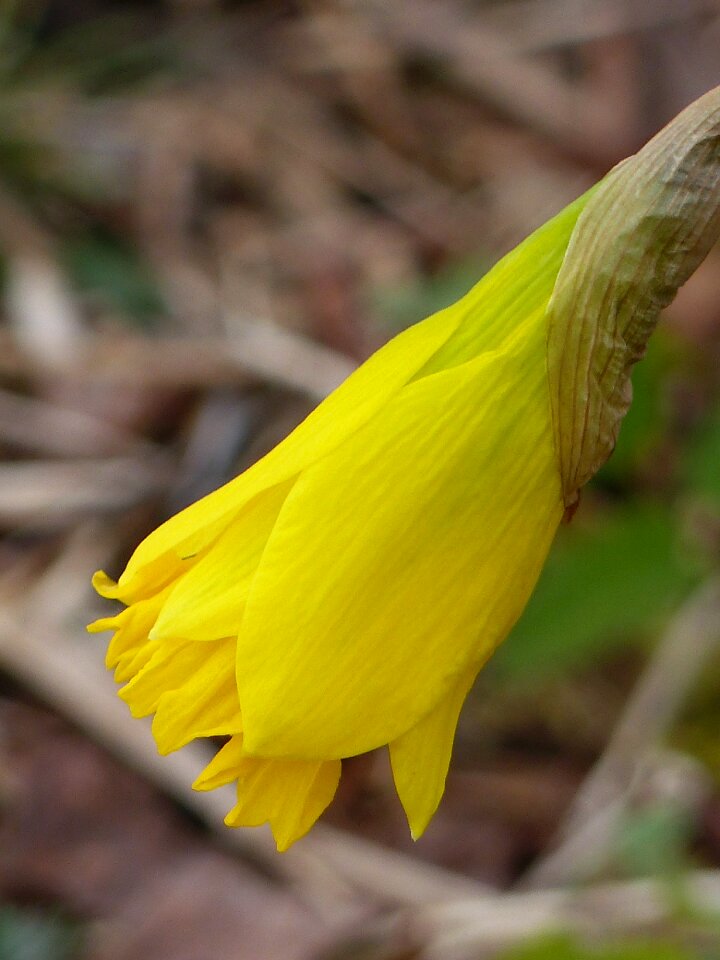 Garden yellow spring