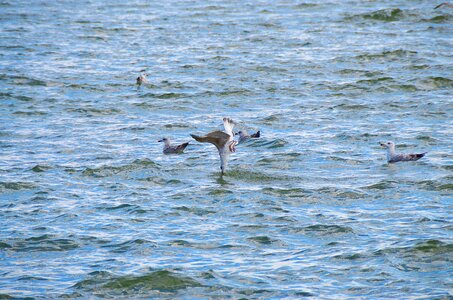 Turbot sea bird catching a fish photo