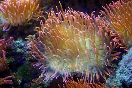 Meeresbewohner marine life pink