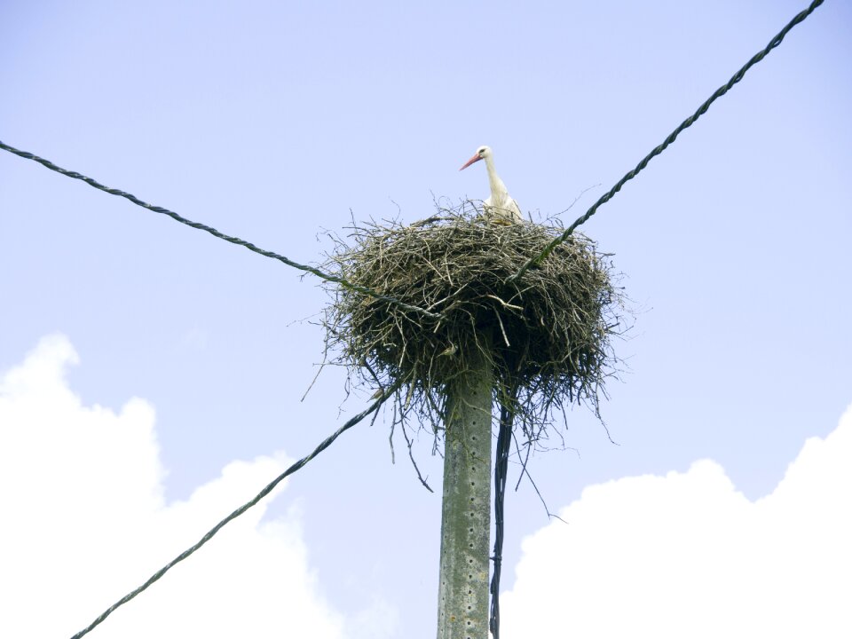 Stork nest post castro read riveras