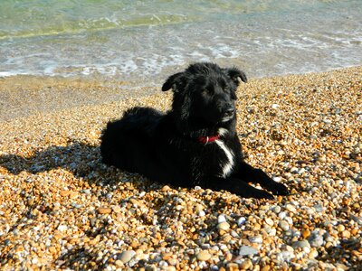 Dog beach water