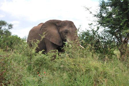 Safari kruger park animal