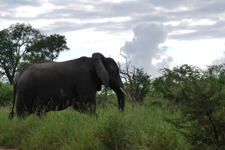 Safari kruger park animal