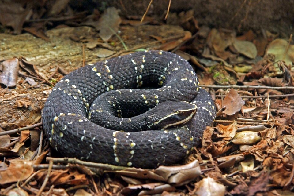Sting animal fauna