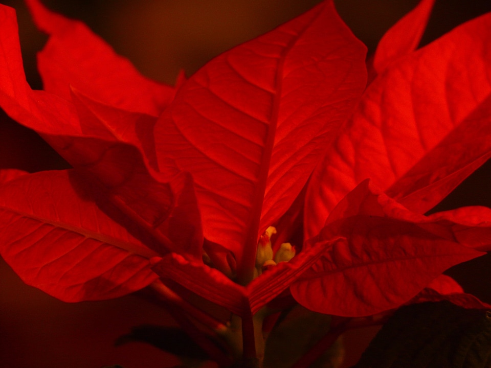 Adventsstern christmas star flowering plant
