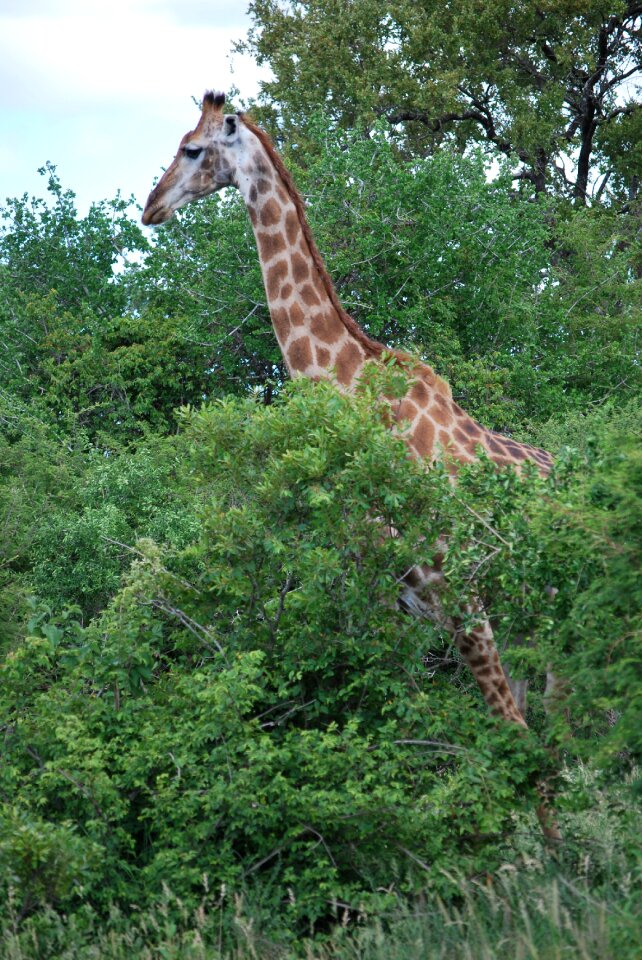 Savannah landscape kruger park